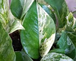 Brazil Jade Heart Leaf Various Philodendron Pothos Cuttings Etsy In 2020 Plant Cuttings Philodendron Plant Plant Leaves