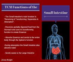 Tcm Functions Of The Small Intestine Tcm Traditional Chinese Medicine Chinese Medicine Traditional Chinese Medicine