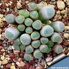 Cacti and succulents thrive in containers and because most are slow growing, they do not need to be repotted very often. Fenestraria Aka Baby S Toes Love These Succulents Cactus Art Echeveria