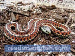 If you suspect that you may have one of these issues, you should call art plumbing, ac & electric to assess the situation, diagnose the problem, and take care of it in a professional manner and with the right tools. Snake Urdu Meaning