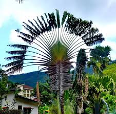 Image result for Ravenala madagascariensis