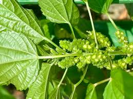 Image result for Acalypha lanceolata
