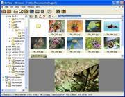 Con xnview full possiamo ritagliare l'immagine manualmente o lasciare che il programma lo faccia automaticamente. Xnview Http Www Xnview Com Free Download Borrow And Streaming Internet Archive