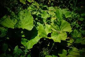 Image result for Gunnera perpensa