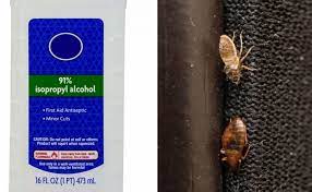 Does Alcohol Kill Bed Bugs Can It Be Used A Home Remedy