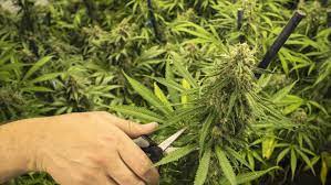 Harvesting popcorn buds can be a little bit demotivating. How And When To Prune Cannabis For Maximum Yield Blog