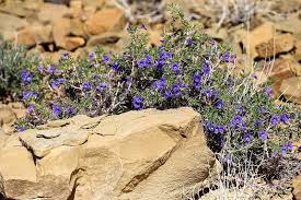 Image result for Aptosimum lineare