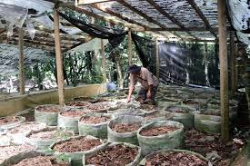 Kon Tum: Người trồng sâm Ngọc Linh lo lắng vì nạn trộm cắp | Vietnam+  (VietnamPlus)