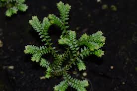Image result for Selaginella versicolor