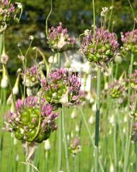 In the green leaf background, allium gladiator is a spectacular giant onion full bloom grown in a botanic garden. Allium Green Drops Bulbs Buy Online At Farmer Gracy Uk