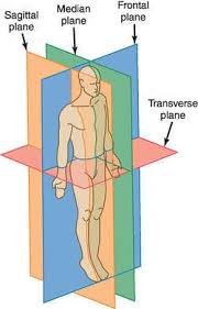 Frontal Plane Definition Of Frontal Plane By Medical Dictionary Medical Dictionary Medical Terms Medical