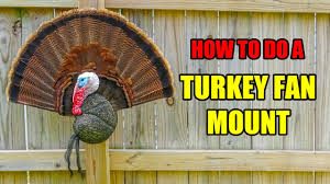 Depending on how many rows of secondary feathers you want on your mount, locate the oil gland near the front of the tail and cut around that area. How To Do A Turkey Fan Mount Diy Turkey Taxidermy Wild Revelation Outdoors