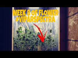 $10 off all meat purchases (fish, chicken, pork, beef) not inclusive of deli products; Mud Urban Flowers Discount Code 08 2021