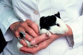 Give Us A Break 4 Pointless Experiments That Are Still Performed On Animals Animal Experiments Cruelty Free Animals