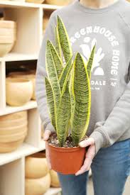 Image result for Uvaria laurentii