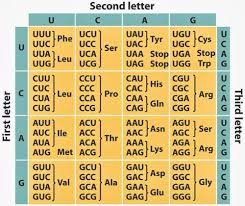 Genetic Code Live Flashcards Quizlet