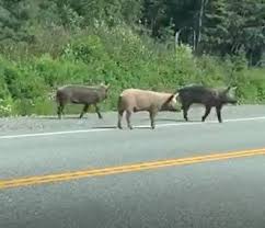 Its native range is asia, southern. Ontario Can Still Avoid Going Hog Wild Baytoday Ca