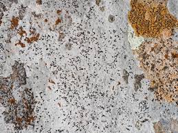 Check spelling or type a new query. Astuces Pour Enlever La Mousse Et Le Lichen