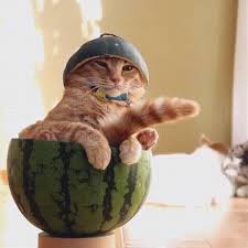 Never force a cat to eat melon. Cat Watermelon Gata Gif Find On Gifer