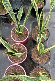 Image result for Uvaria laurentii