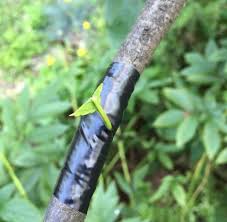 Grafting fruit trees is a simple way to propagate fruit trees for a home orchard without spending a lot of money. Digging In Time To Bud Graft In East Lansing Eli Archives
