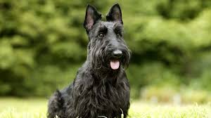 Scottish Terrier Price Temperament Life Span