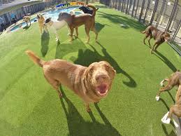 Paradise 4 paws offers boarding, grooming, daycare, and training services. Pet Paradise Atlanta 1 404 333 0738