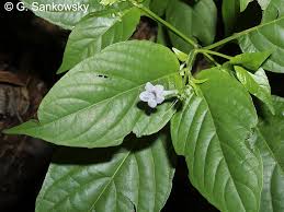 Image result for Asystasia glandulosa