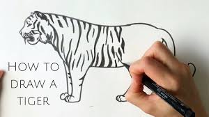 We did not find results for: How To Draw A Tiger Standing Youtube Tiger Drawing Wildflower Drawing Drawings
