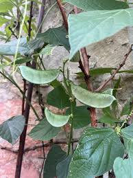 Image result for Lablab purpureus