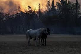Πάρτυ με άλογα για μικρούς και μεγάλους διοργανώνει η σχολή ιππασίας el paso! Lwstutxhfhkmim