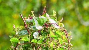 Image result for Basellaceae