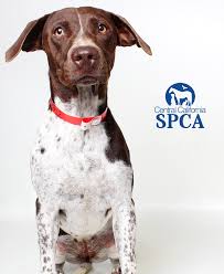 Ia adalah wanita bangsawan muda dari denmark, putri dari polonius, saudari dari laertes, dan istri potensial dari pangeran hamlet. Ophelia Is A 3 Year Old Female Brown And White Pointer German Shepherd Blend Central California Spca Fresno Ca