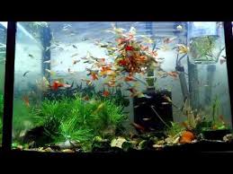 The Best Way To Feed Your Guppies Fish Tank Aquariums Freshwater Vs Salt Community Fish Tank Guppy Fish Aquarium Fish Tank