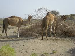 The government is letting the housing crisis spiral out of control while they spend millions trying to catch people who sublet their apartments without paying taxes. Strain Out A Gnat And Swallow A Camel Matthew 23 24 Andy In Oman