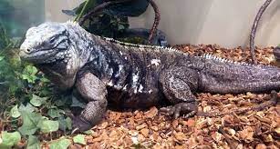 Pin By Kanimation On Animals Iguana Amphibians Animals Of The World