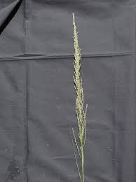 Image result for Sporobolus tenuissimus