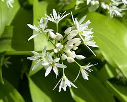 Image result for Allium ursinum