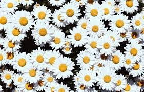 Oxeye daisy chrysanthemum common daisy pattern, small daisy flower background, white, sunflower png. Wallpaper Flowers Background Chamomile Petals Daisy White Floral Background Images For Desktop Section Cvety Download