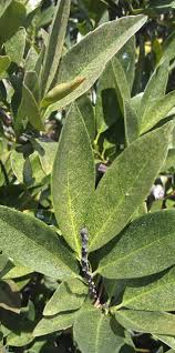 Check spelling or type a new query. Hydrangea Macrophylla Greenmantle Nursery Management