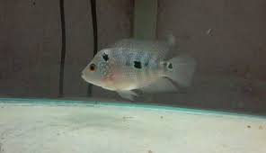 Baby Flowerhorn Flowerhorn This Or That Questions Aquarium Fish Fish