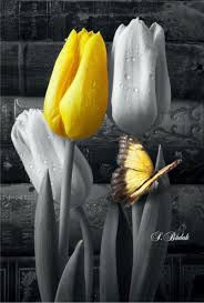 Art Black And White Pictures To Color Pin By Gail Williams On Everything From S Budak Color Splash Black And White Painting Color Pop