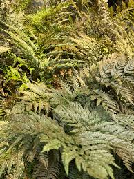Image result for Blechnum punctulatum