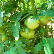 Image result for BLACKFLY ON TOMATO PLANTS