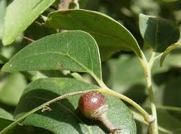 Image result for Rhoicissus revoilii