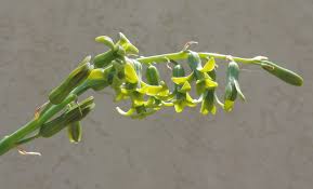Image result for Dipcadi longifolium
