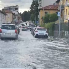 Campiglossa grandinata is a species of tephritid or fruit flies in the genus campiglossa of the family tephritidae. Grl6v1ujrkqarm