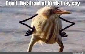 Meme Don T Be Afraid Of Birds They Say All Templates Meme Arsenal Com