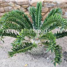 Image result for Encephalartos
