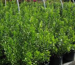 Image result for Myrica pilulifera